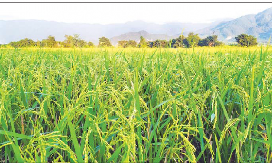 ဆောင်းပါး