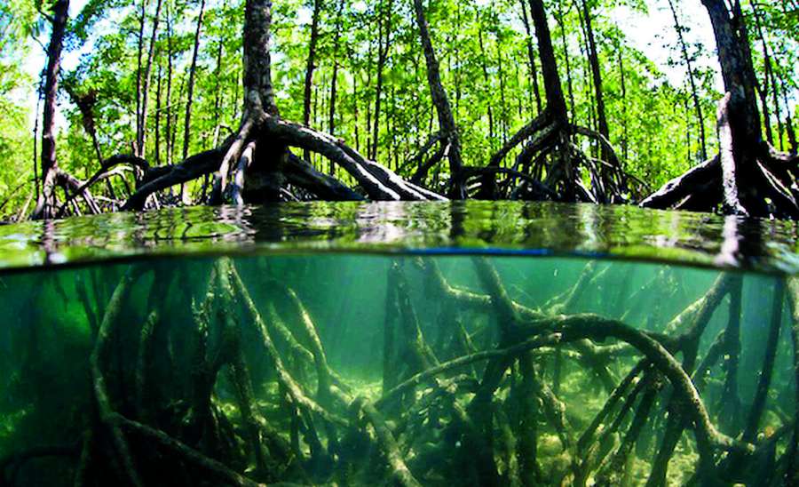 ဆောင်းပါး