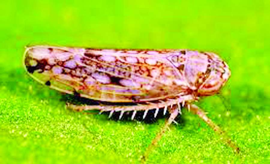 ဆောင်းပါး