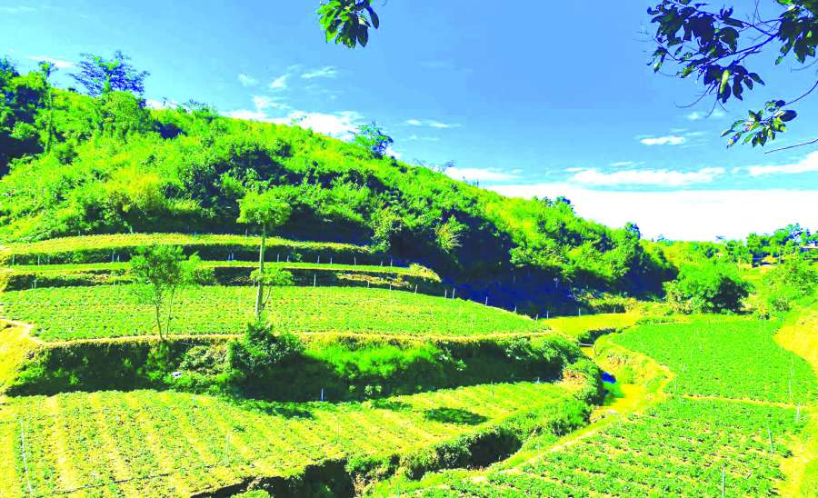 ဆောင်းပါး