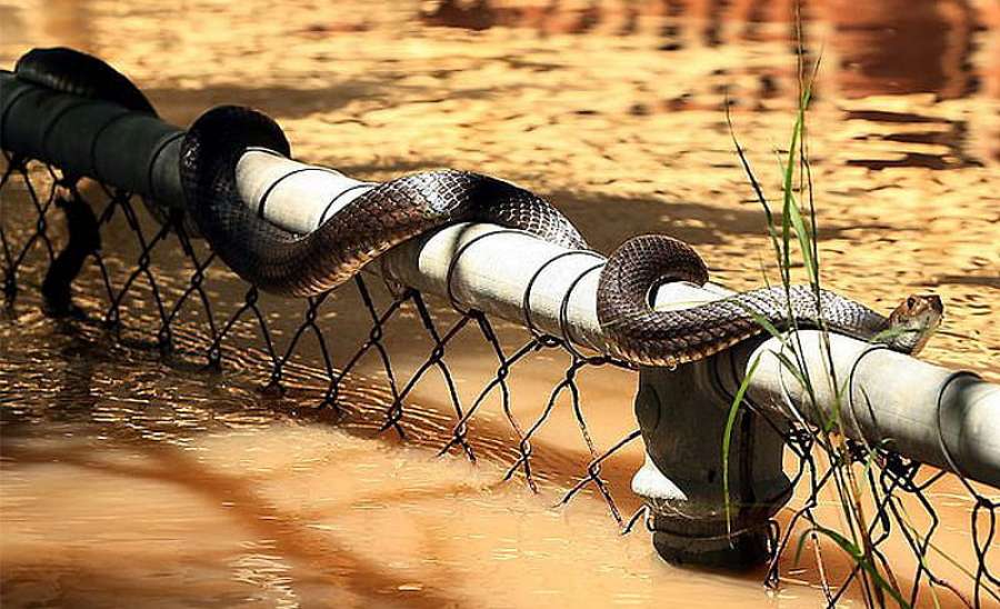 ဆောင်းပါး