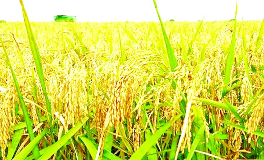 ဆောင်းပါး