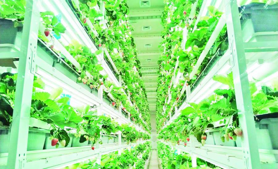 ဆောင်းပါး