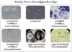 ဆောင်းပါး