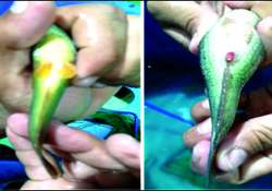 ဆောင်းပါး