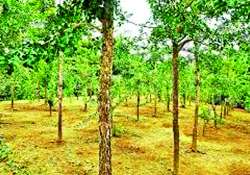 ဆောင်းပါး