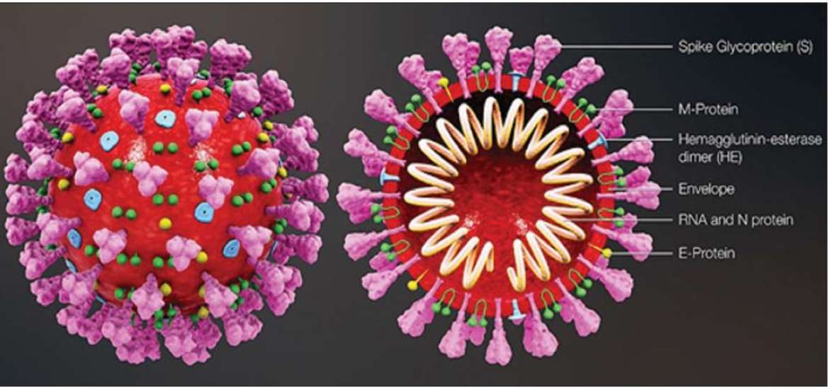 ကိုဗစ်-၁၉ အကြောင်း သိကောင်းစရာများ