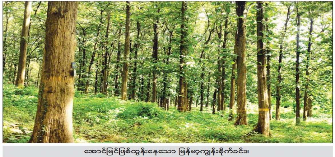 မျှတဆင်ခြင်ထုတ်သုံးလျှင် သစ်တောများ တည်မြဲထာဝစဉ်