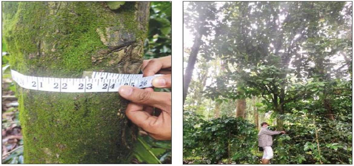 စိုက်ပျိုးရေး