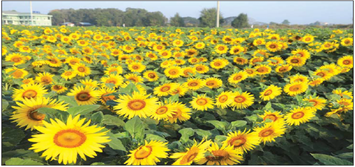 ဆောင်းပါး