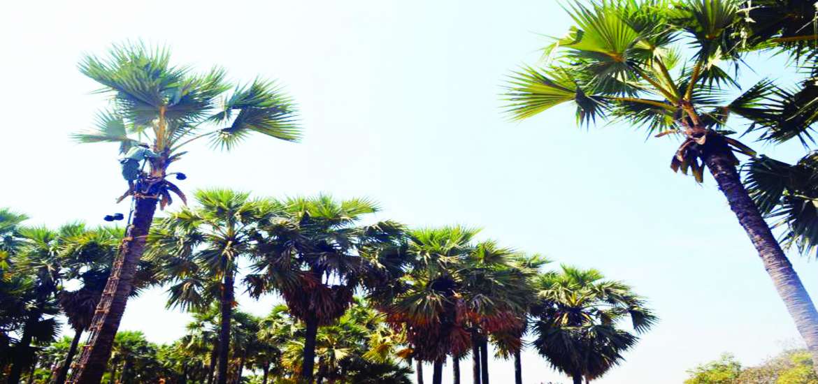 ဆောင်းပါး