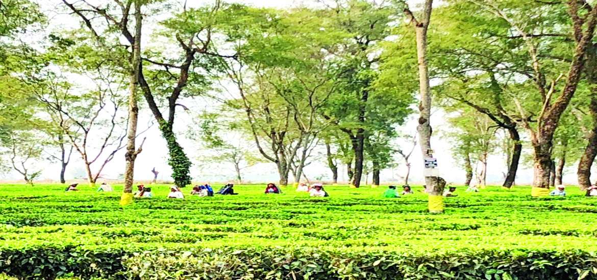 ဆောင်းပါး