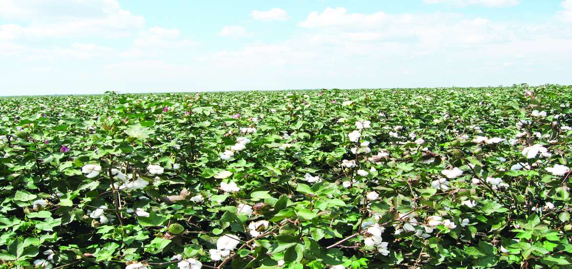 ဆောင်းပါး