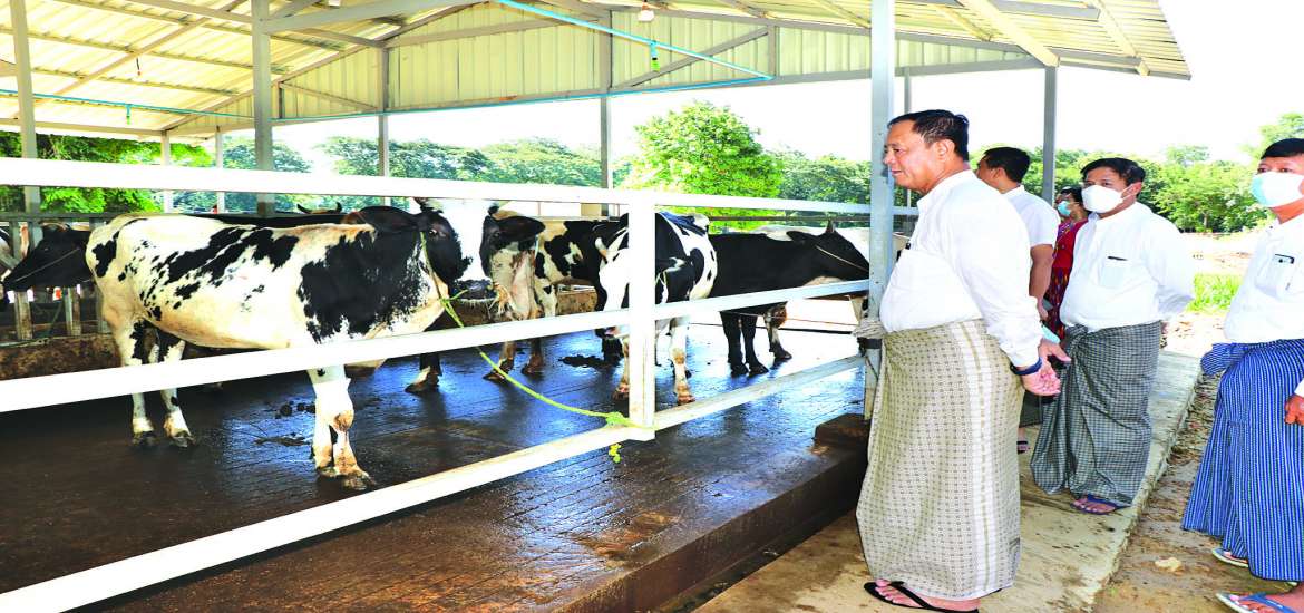 တို့အားများ အပေးအယူ မျှတလို့ နို့စားနွား မွေးမြူသူ သမဝါယမ ဖွဲ့ကြစို့