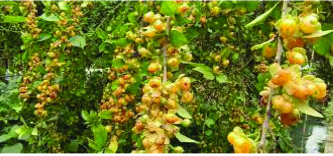 ဆောင်းပါး