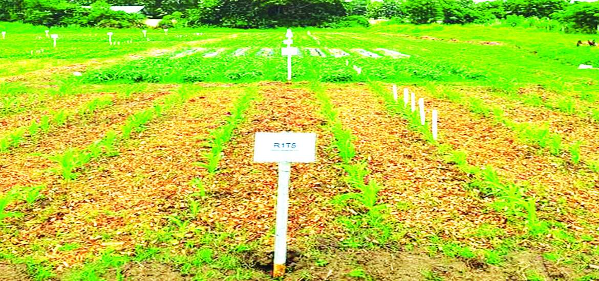 ဂေဟအကျိုးပြု စိုက်ပျိုးနည်းစနစ်ကောင်းများ